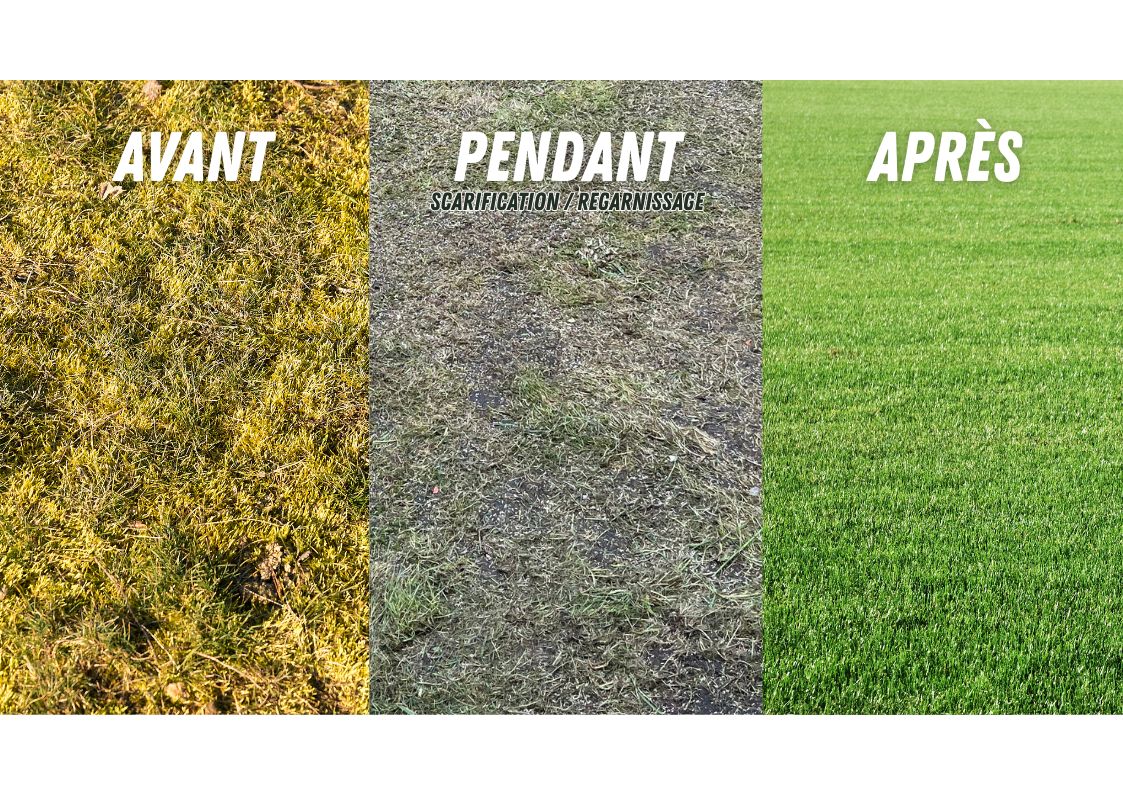 Mousse dans la pelouse : avant-après d’un gazon envahi par la mousse, résultat après scarification et regarnissage pro