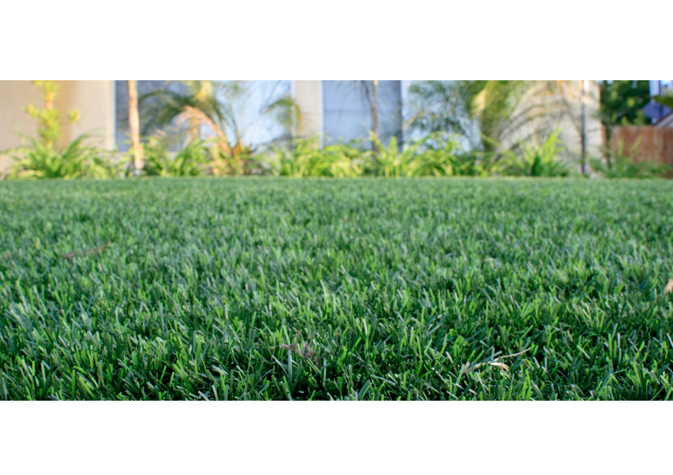 Pelouse sans mousse : gazon dense et vert après traitement, scarification et bonnes pratiques d’entretien