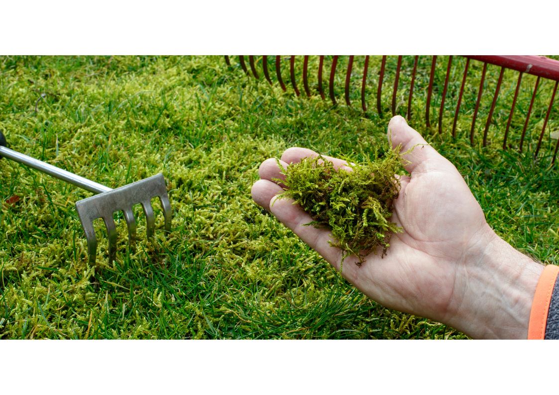 Anti-mousse et scarification : comment éliminer la mousse sur la pelouse sans abîmer le gazon