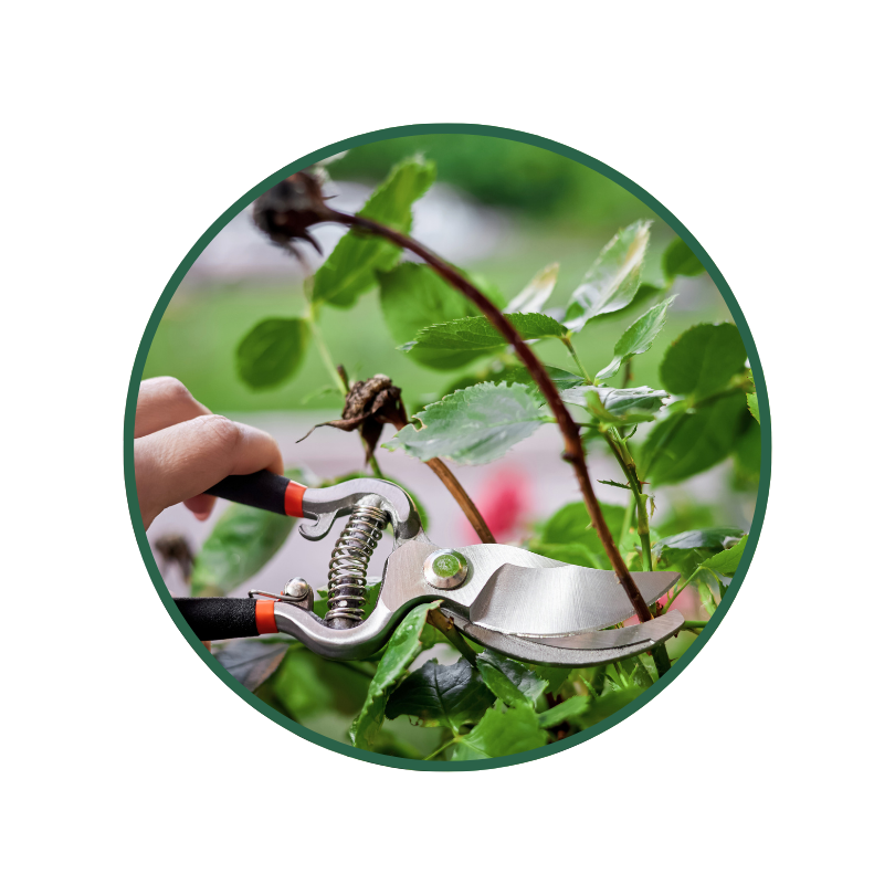 Outils pour tailler un hortensia : sécateur, coupe-branches, gants