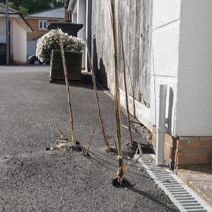 Rhizomes de bambou remontant sous béton