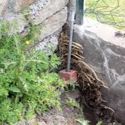 Bambou traversant dalle béton dans un jardin