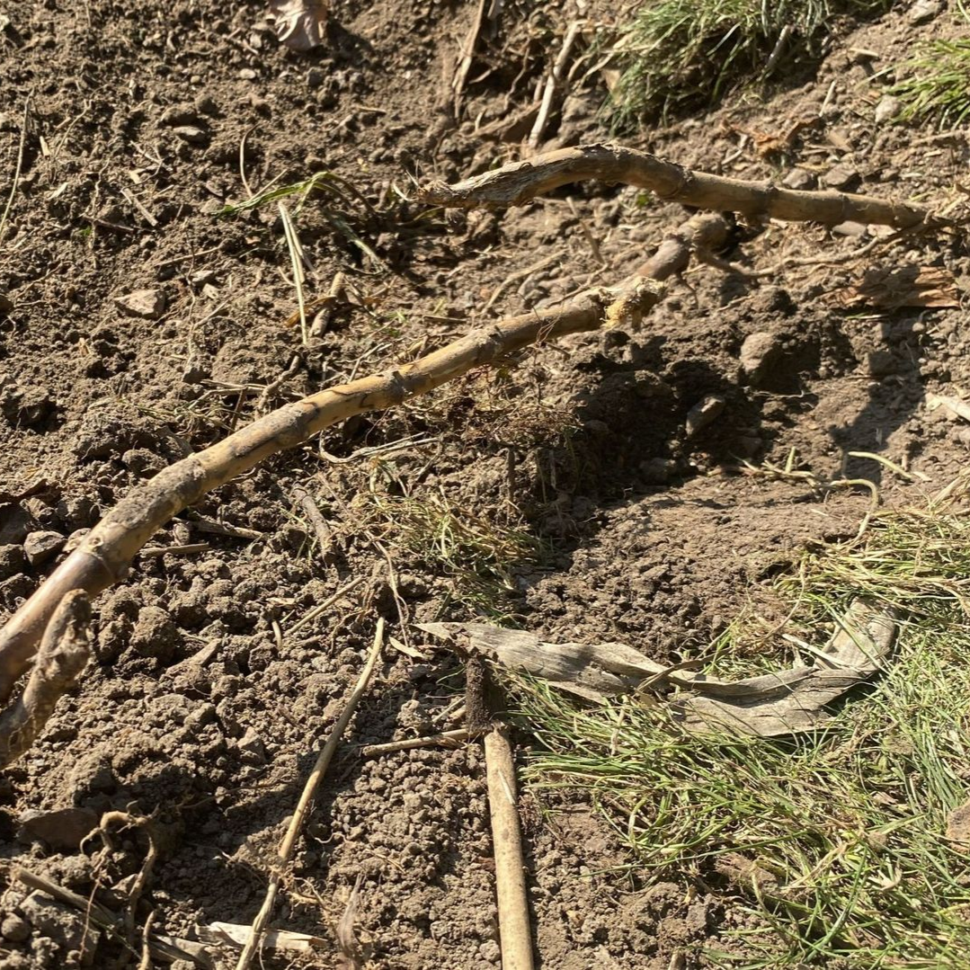 Extraction de rhizomes de bambou envahissant