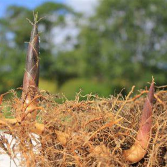 Rhizomes de bambou envahissant le sol dans un jardin