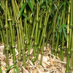 Touffe de bambou traçant envahissant avec rhizomes à Lille