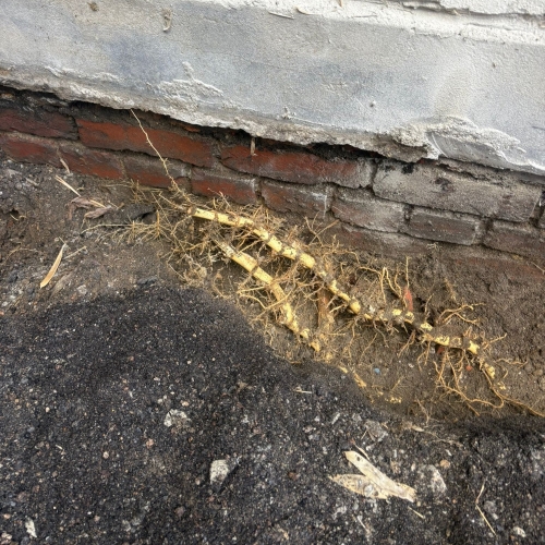 Bambou traçant sous une dalle de terrasse en béton, très gros dange
