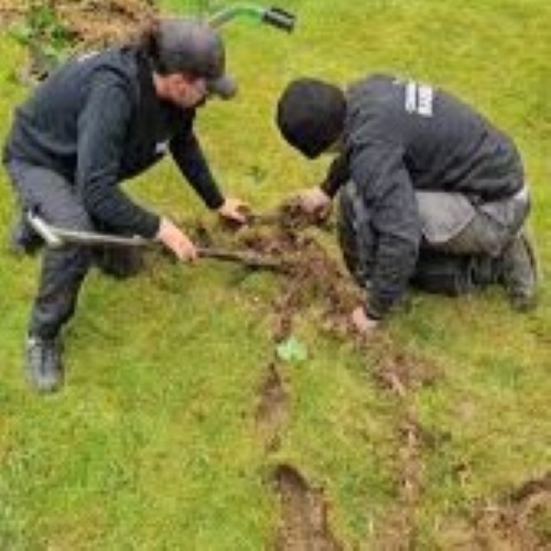 Nos jardiniers en train de déterrer des grosses racines de bambou détruisant le gazon d'un client à Lille.