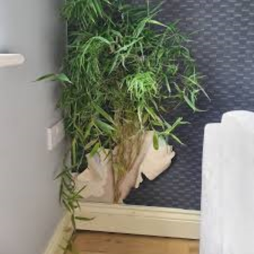 Incroyable ! Ce bambou est passer à travers mon mur de maison et se retrouve dans ma chambre à Lille