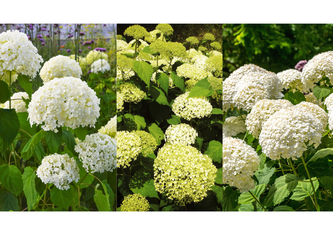 Hydrangea arborescens Annabelle : rabattage court conseillé en fin d’hiver