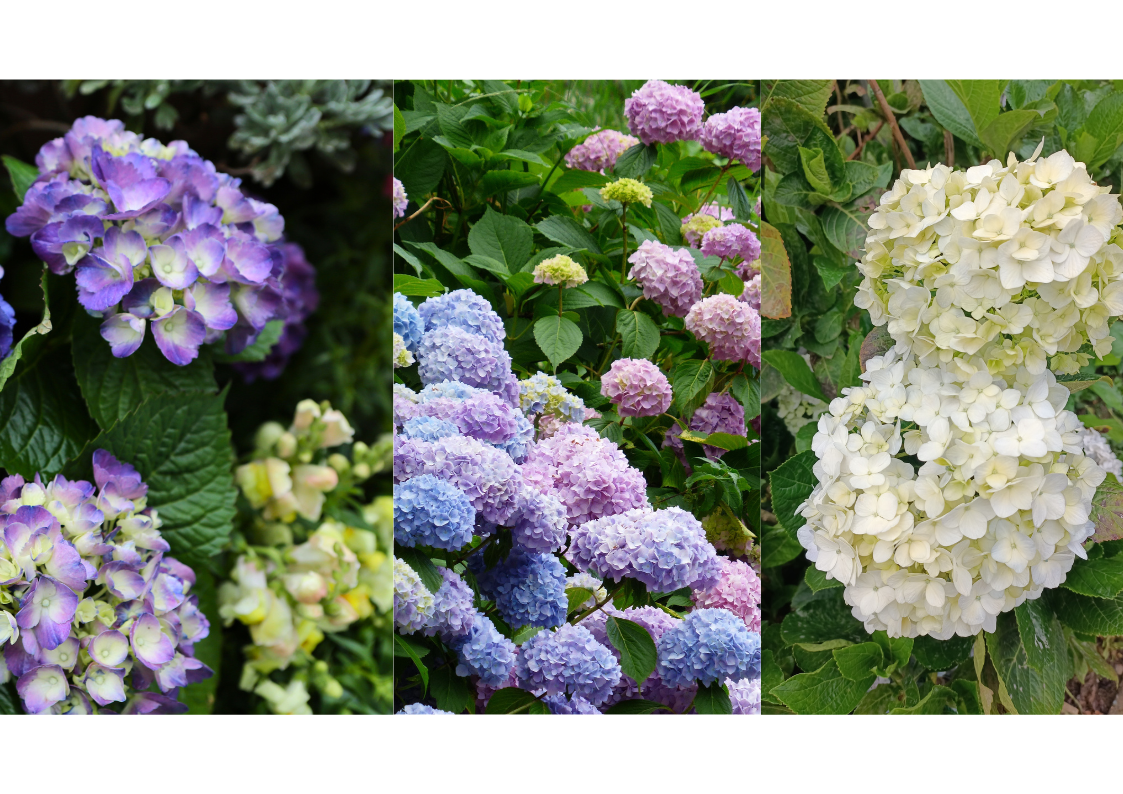 Hortensia macrophylla : repérer les bourgeons floraux pour une taille légère