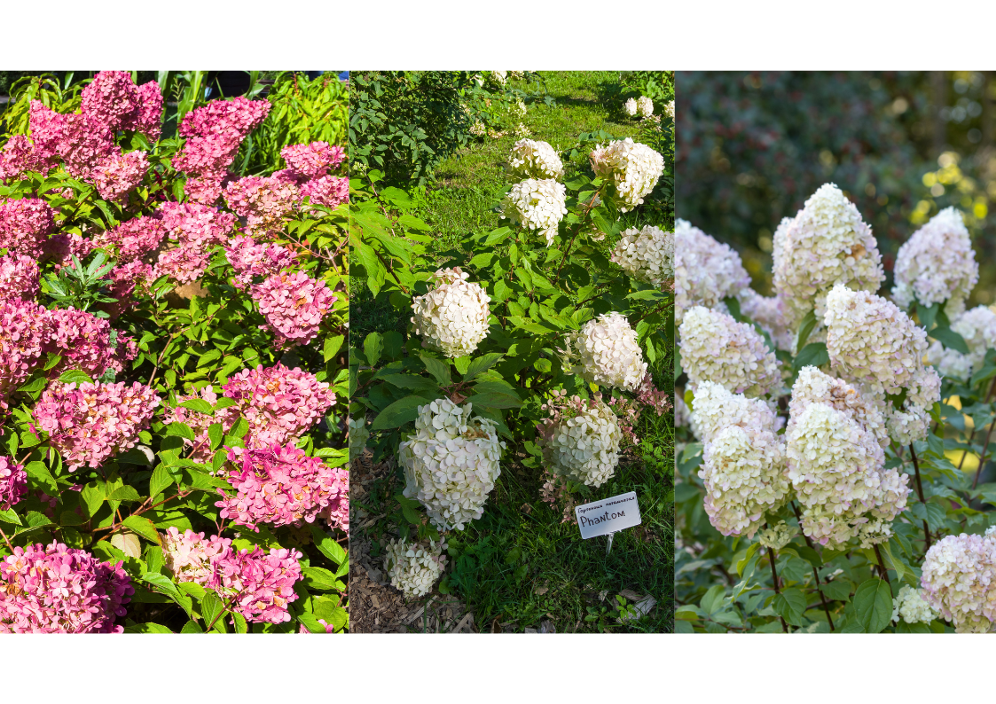 Hortensia paniculata : taille courte de fin d’hiver pour de grandes panicules