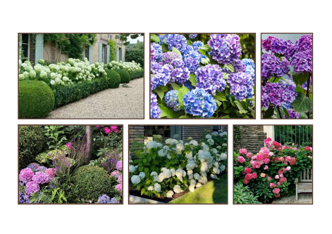 Mon Petit Jardinier, spécialiste de la taille d’hortensia à Lille : contrats d’entretien et interventions ponctuelles