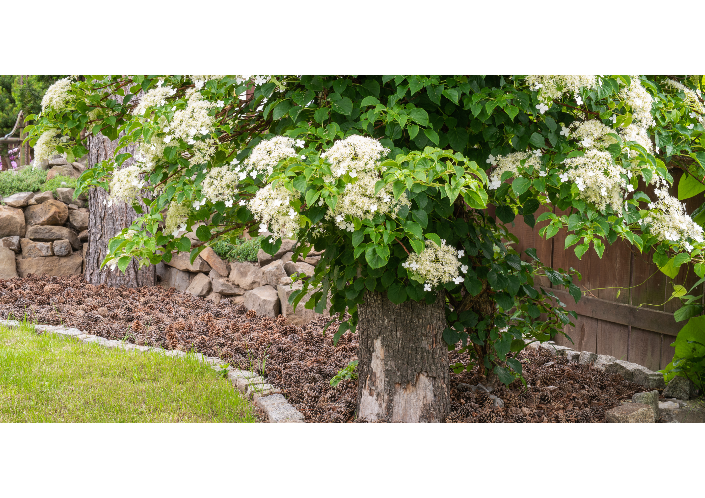 Hortensia grimpant : palisser et tailler après floraison pour maîtriser la silhouette