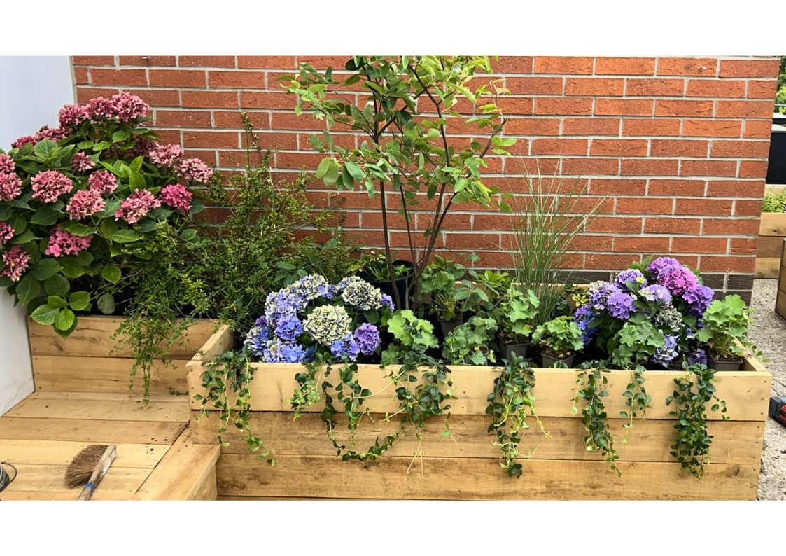Réalisation Mon Petit Jardinier : hortensias en bac d’acacia à Lille