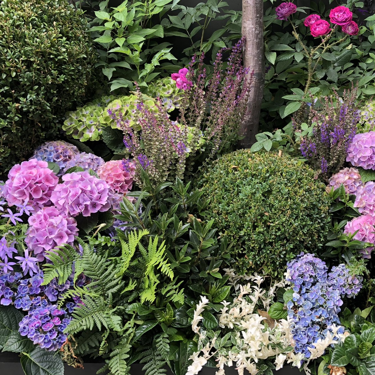 Massif-violet-wimbledon-hortensia-buis-gardenia-fougère-mon-petit-jardinier-vente-jardinier-paysagiste-lille-nord-hainaut-tournai (2).jpeg
