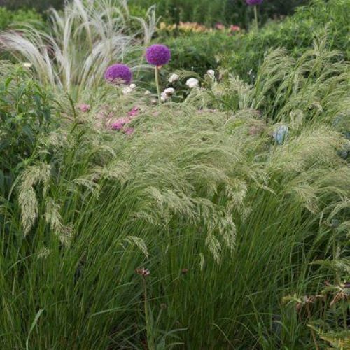 graminée-stipa-tenuifolia-cheveux-anges-mon-petit-jardinier-paysagiste-lille-nord-tournai-hainaut-vente-en-ligne-conception-réalisation-entretien.jpg