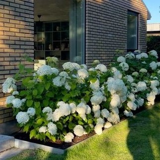hydrangea-hortensias-annabelle-mon-petit-jardinier-paysagiste-lille-nord-tournai-hainaut-vente-en-ligne-conception-réalisation-entretien-bordure.jpg