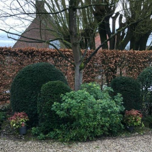 ifx-taxus-bacata-boule-hiver-mon-petit-jardinier-paysagiste-conception-réalisation-entretien-lille-nord-tournai-hainaut-vente-en-ligne.JPG