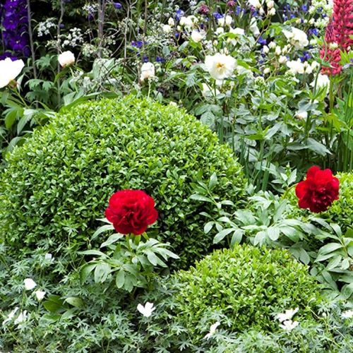 mixed-border-buis-pivoines-mon-petit-jardinier-paysagiste-conception-réalisation-entretien-lille-nord-tournai-hainaut-vente-en-ligne.jpg