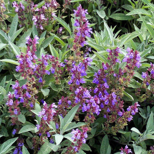 sauge-officinale-salvia-officinalis-mon-petit-jardinier-paysagiste-conception-réalisation-entretien-lille-nord-tournai-hainaut-vente-en-ligne.jpg