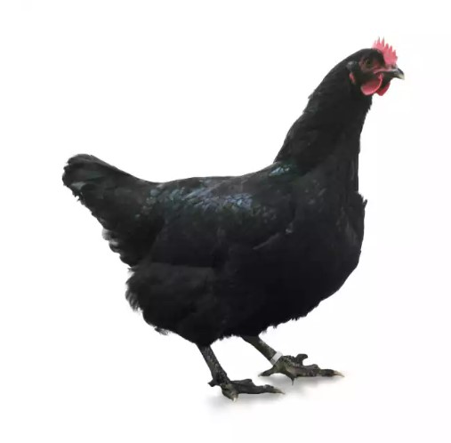 Les meilleurs poules d'élevage, race de qualité conseillée par Monpetitjardinier