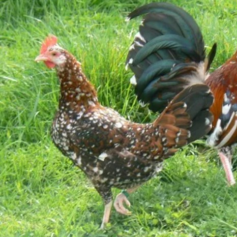 Poule de Tournaisie, race local à Lille