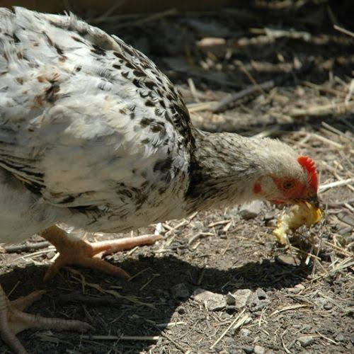 Des poules dans le poulailler sur mesure en bois fait par Monpetitjardinier