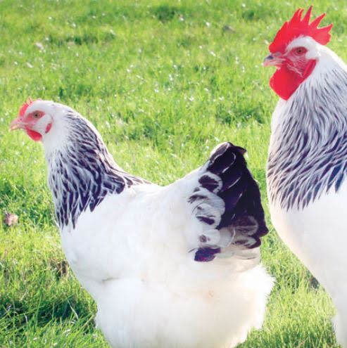 Nos poules préférées pour avoir des oeufs