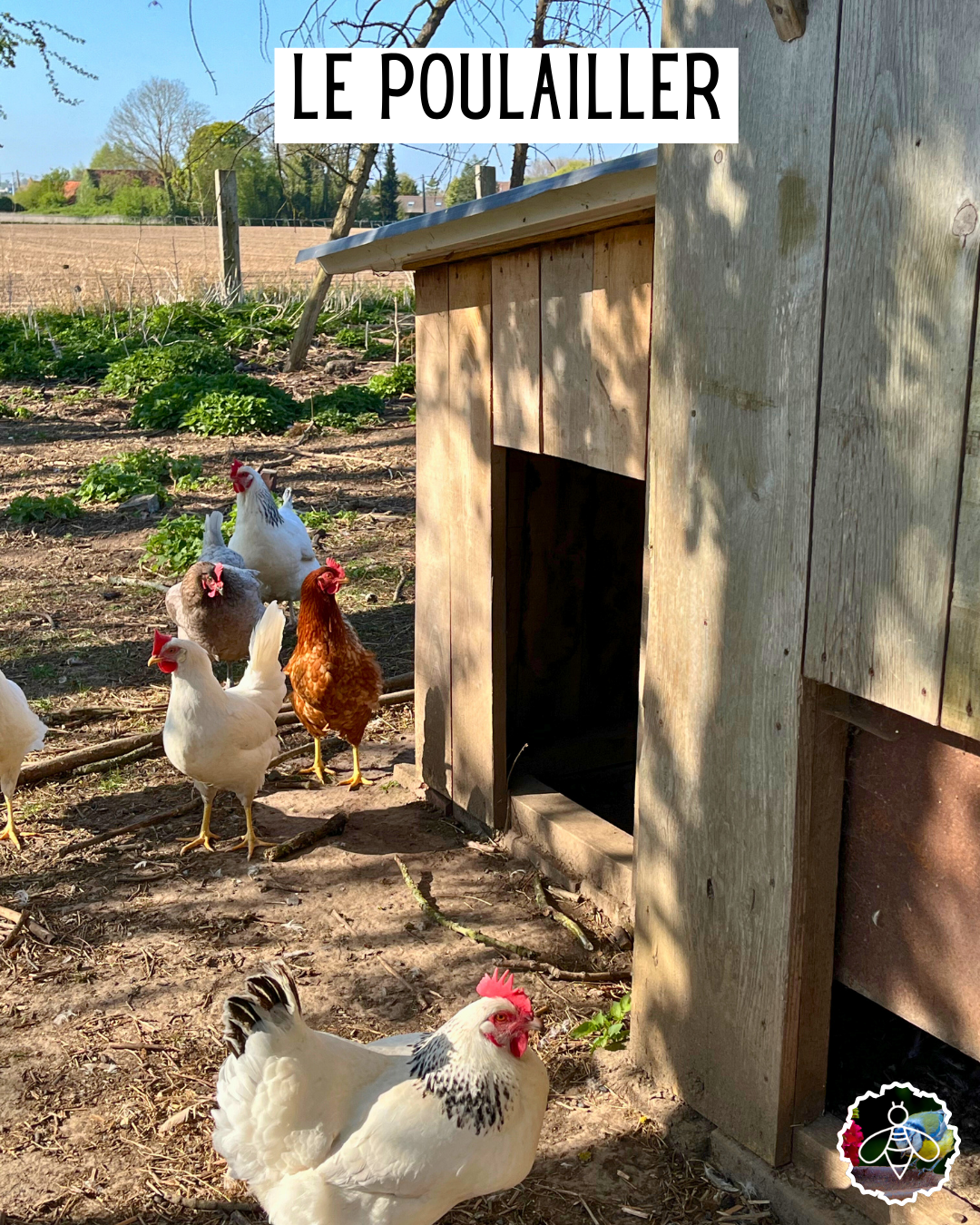 Notre poulailler sur mesure en bois