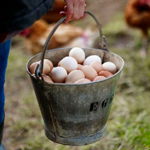 Des œufs récoltés chaque matin dans mon jardin grâce au poulailler de Monpetitjardinier