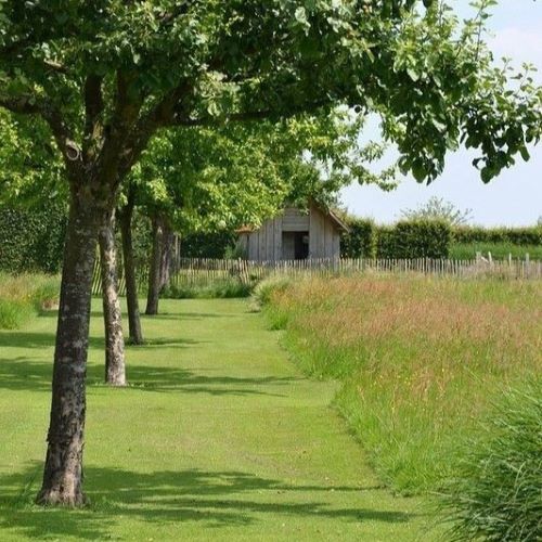 Prairie fleurie le long d'une rangée d'arbre
