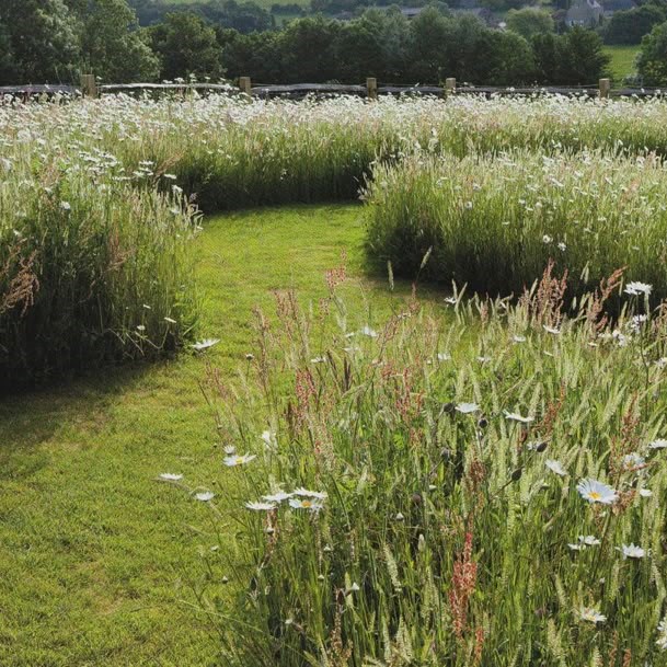 prairie fleurie en bordure de gazon