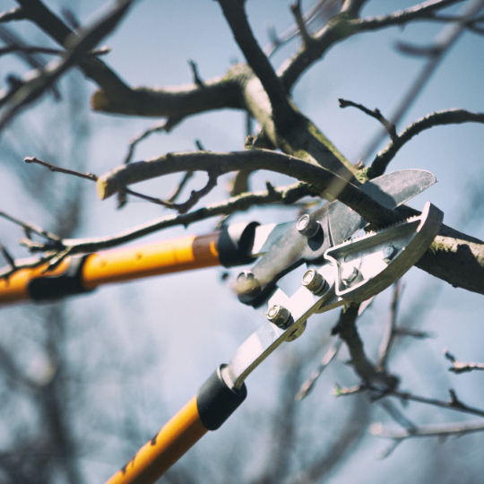 Taille hivernale des arbres fruitiers