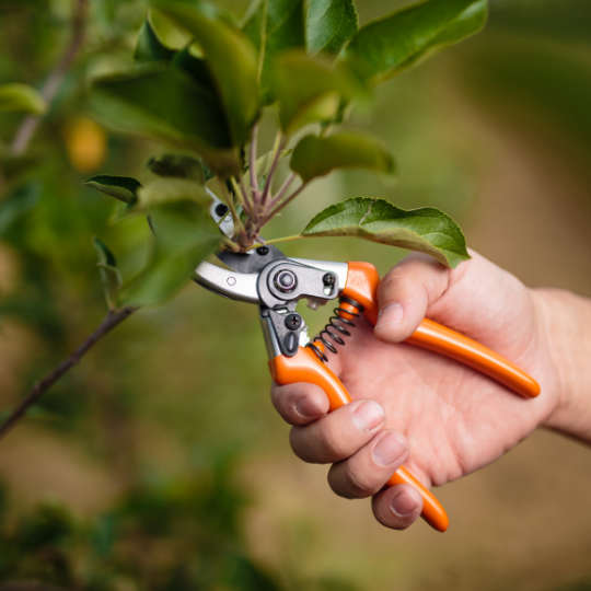 Taille d'un fruitier pour optimisé la fructification