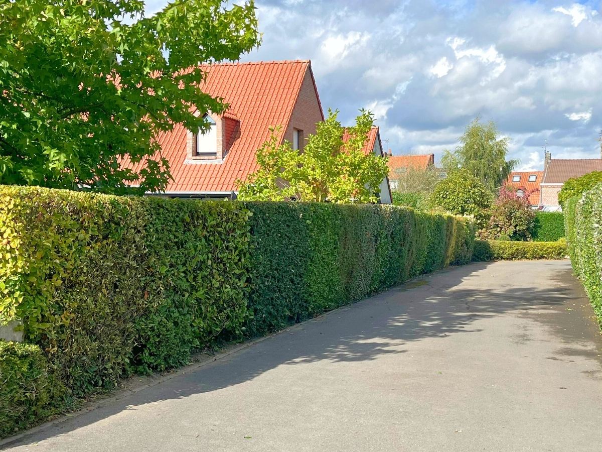 Entretien de vos haies de troenes, lauriers et thuyas sur la ville de Hem.