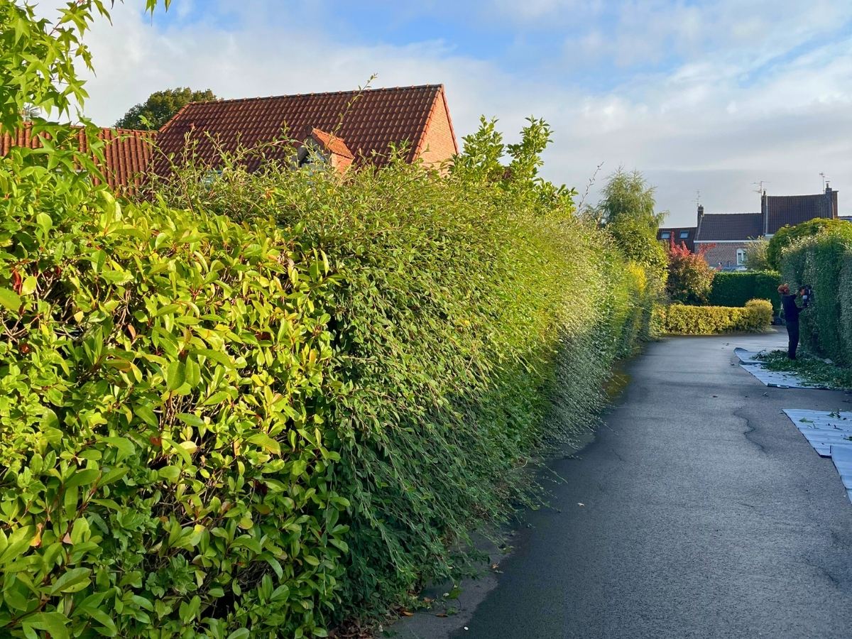 Voici le résultat de la réalisation d'une taille de haie de laurier soignée et réussie par nos jardiniers professionnels à Villeneuve d'Ascq.