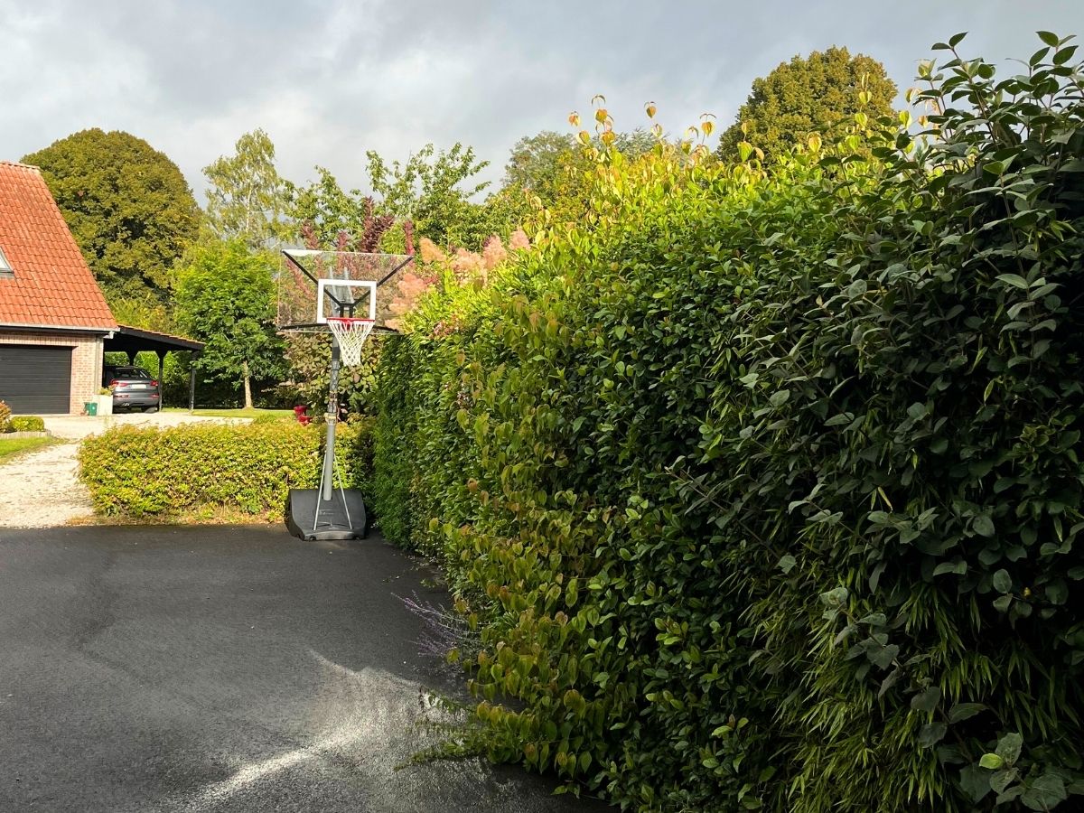 Rabattage de haie soignée par un paysagiste professionnel à Baisieux.