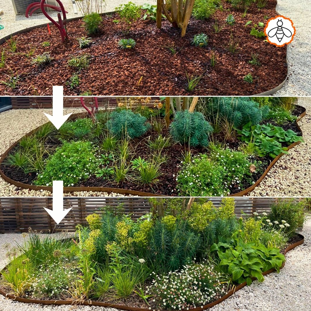 Conception d’un massif de jardin durable et sans entretien avec paillage, réalisée à Lille